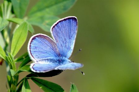 Azuré cytisse