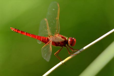 crocothemis ecarlate