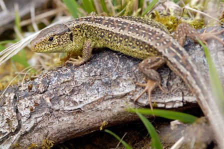 lézard des souche