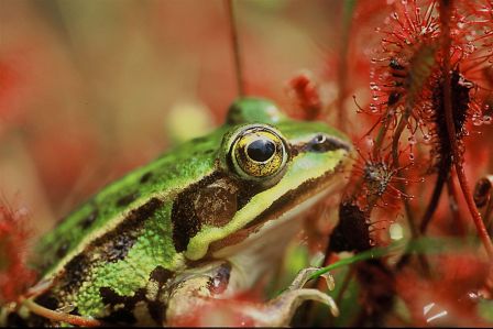 grenouille verte