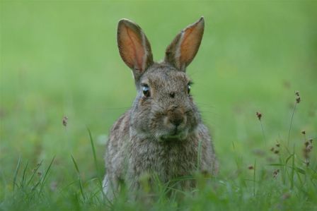 lapin de Garenne