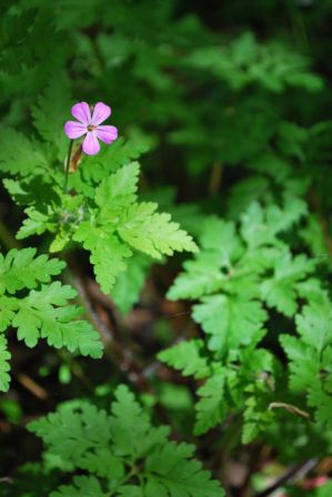 fleur mauve