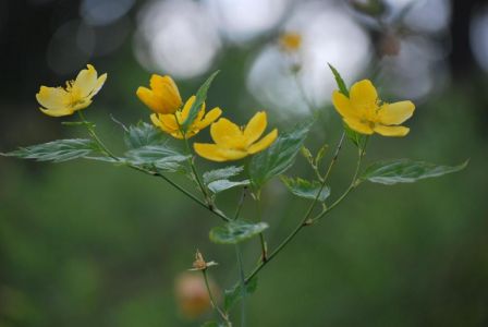 fleurs jaunes