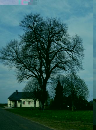 les 4arbres lx dit