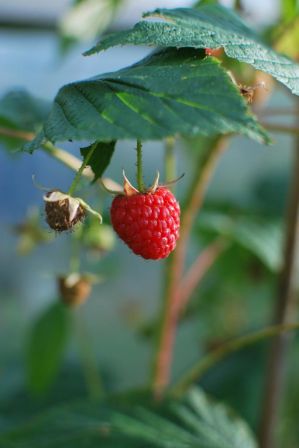 framboises